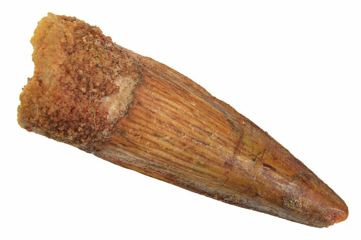 Juvenile Fossil Spinosaurus Tooth - Real Dinosaur Tooth #296913